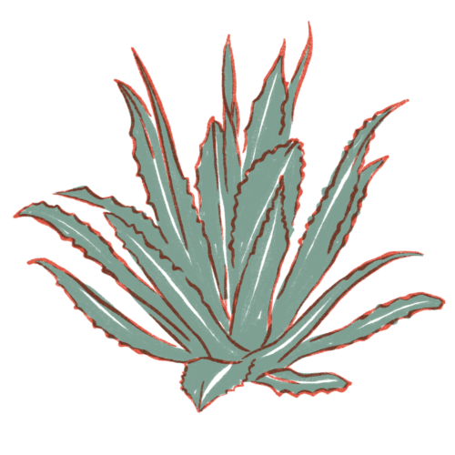 Green & red drawing of an agave plant