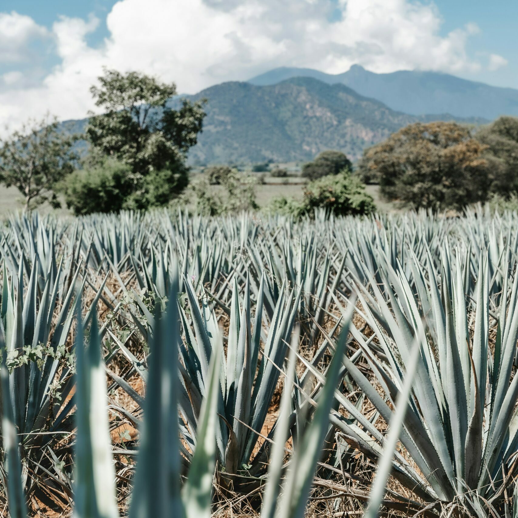 field of agave plants