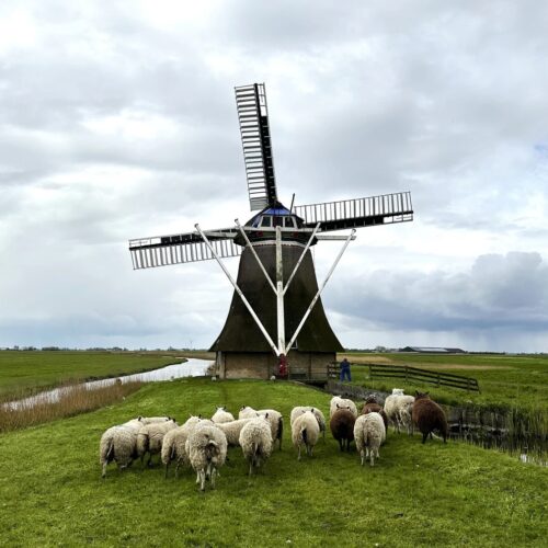 Herd of sheep in front of a windmill