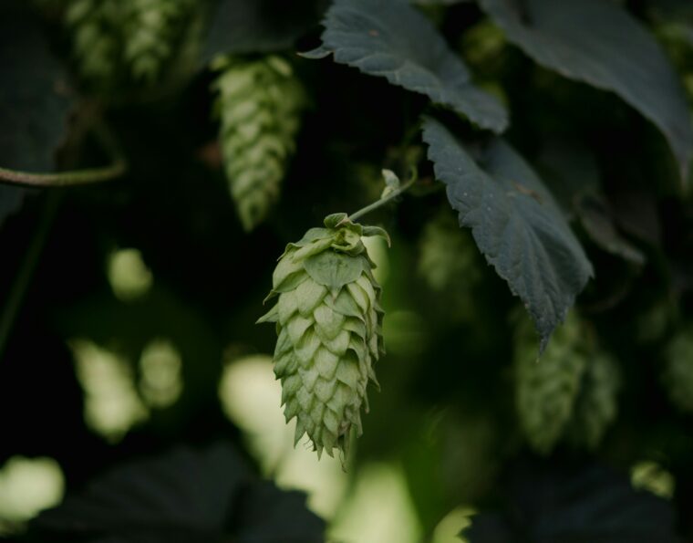 A Guide to Hops