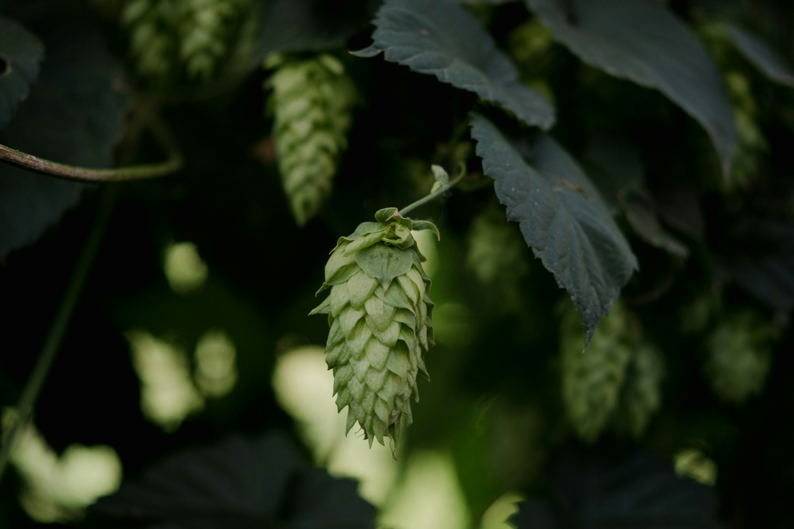 A Guide to Hops