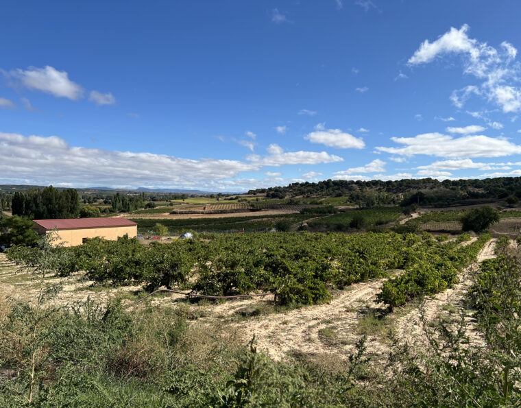 Ribera del Duero: A Journey Through Spain’s Tempranillo Heartland