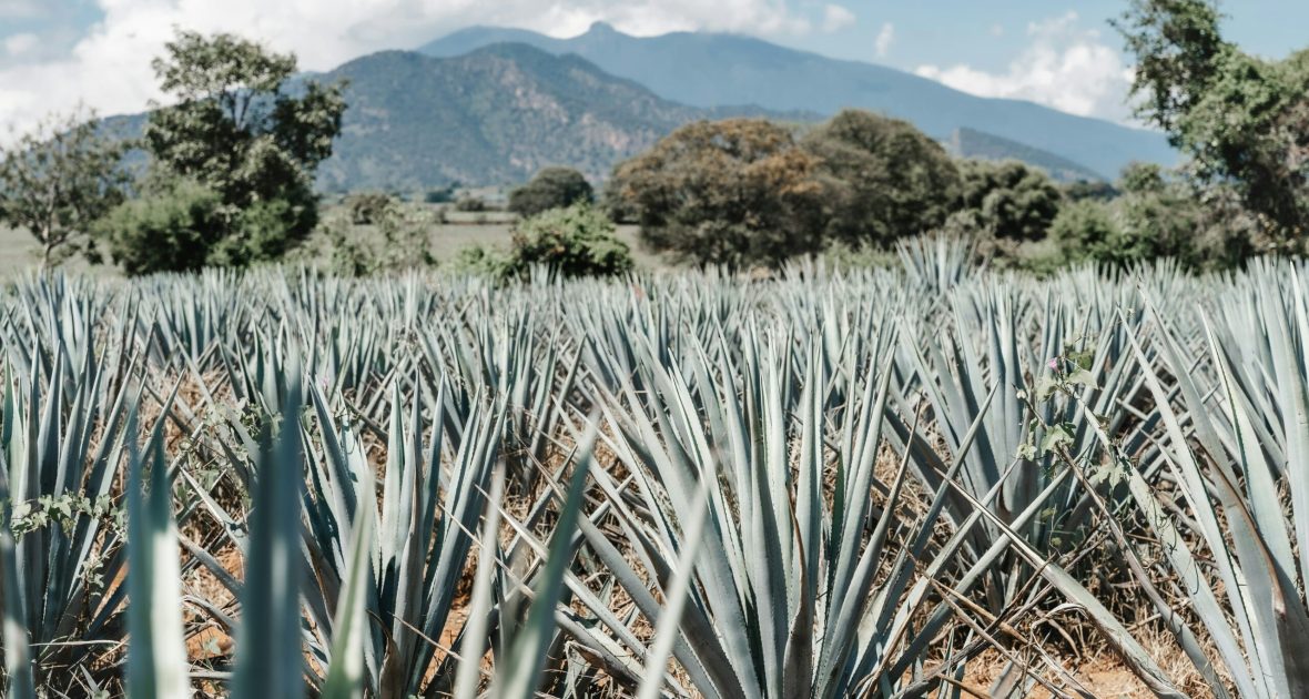 field of agave plants